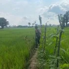 Turun ke Sawah, Babinsa Serda Bambang Sulaiman Pantau Pertumbuhan Padi Bersama Petani Desa Jambu