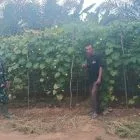 Dukung Ketahanan Pangan, Babinsa Koramil 416-03/Sungai Bengkal Bantu Petani Gambas