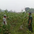 Babinsa Koramil 416-06/Muara Bungo Dorong Ketahanan Pangan melalui Pemanfaatan Lahan Kosong