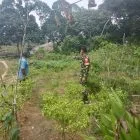 Babinsa Koramil 416-06/Muara Bungo Tinjau Kebun Cabai Warga, Dorong Peningkatan Ekonomi Keluarga
