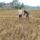 Babinsa Koramil 416-04/Pulau Temiang Pantau Lahan Pertanian Terdampak Kekeringan di Desa Pulau Jelmu
