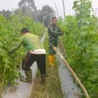 Babinsa Koramil 416-04/Pulau Temiang Tinjau Lahan Petani Dukung Swasembada Pangan