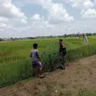 Babinsa Koramil 416-03/Sungai Bengkal Kembali Turun Sawah Pantau Pertumbuhan Tanaman Padi Milik Petani