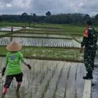 Babinsa Tanjung Aur Dampingi Petani Tanam Padi, Dukung Ketahanan Pangan