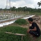 Babinsa Koramil 416-01/Rantau Pandan Bantu Petani Tanam Cabai Merah, Ingatkan Jaga Kesehatan di Tengah Kabut Asap