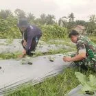 Dukung Ketahanan Pangan, Babinsa Koramil 416-06/Muara Bungo Dampingi Petani Pantau Tanaman Terong