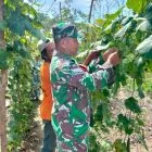 Babinsa Koramil 416-05/Muara Tebo Komsos Bersama Warga dan Pantau Kondisi Kebun