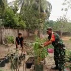 Babinsa Koramil 416-02/Tanah Tumbuh Dampingi Warga Kembangkan Ketahanan Pangan