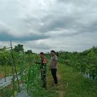 Babinsa Koramil 416-05/Muara Tebo Komsos dan Pantau Kondisi Kebun Warga
