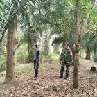 Babinsa Koramil Rimbo Bujang Patroli Karhutla, Cegah Kebakaran Hutan dan Lahan di Desa Damai Makmur