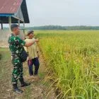 Babinsa Koramil 416-02/Tanah Tumbuh Dampingi Kelompok Tani di Sawah