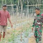 Babinsa Koramil 416-04/Pulau Temiang Dorong Warga Manfaatkan Lahan Kosong untuk Tanaman Sayuran