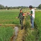 Babinsa Koramil 416-04/Pulau Temiang Pantau Aktivitas Petani di Persawahan